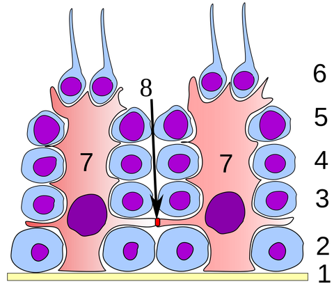 1024px-Germinal_epithelium_testicle.svg
